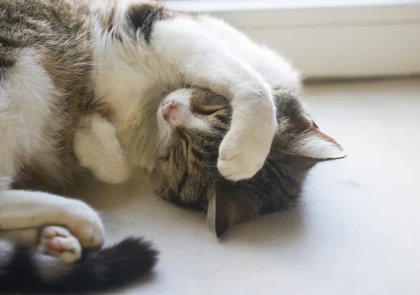 Cat sleeps on the windowsill put her paw — Stock Photo, Image