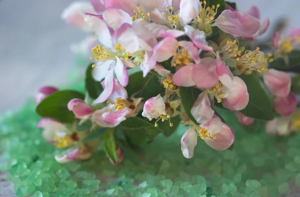 Spring apple flowers on a large green salts — Stock Photo, Image