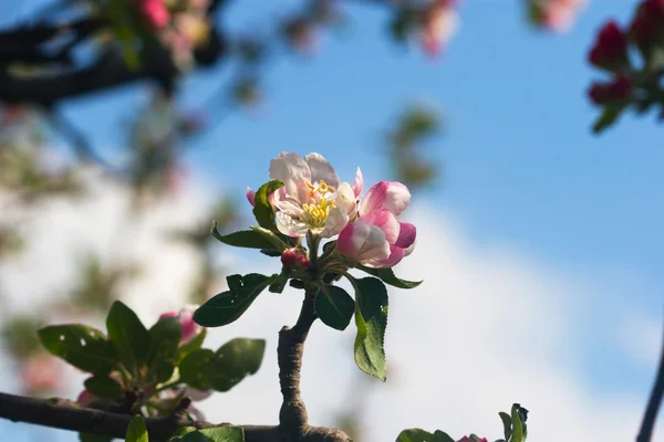 Apple Lentebloemen op blauwe hemel — Stockfoto