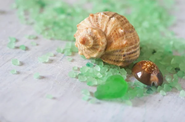 Beautiful sea shells — Stock Photo, Image