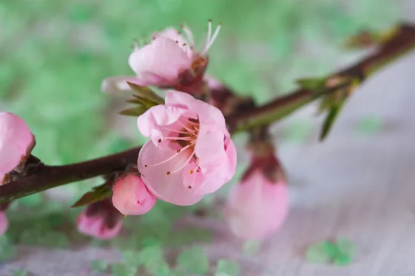 桂枝精致美丽的粉红春天繁花似锦 — 图库照片