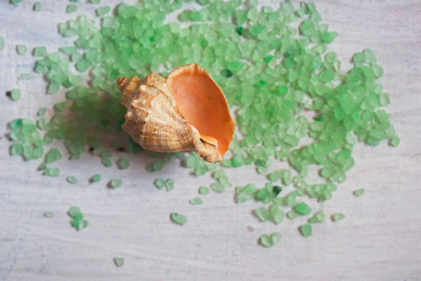 Beautiful sea shell — Stock Photo, Image