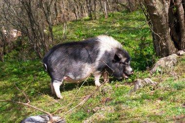 büyük kara benekli domuz ormandaki ağaçların arasında 
