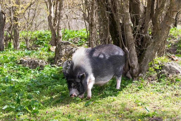 Large dark spotted pig in the forest — Stock Photo, Image