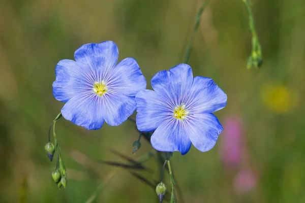 Closeup blue bells bright field — Stock Photo, Image