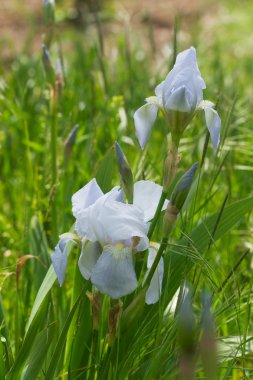 güzel ışık mavi iris çiçeği 