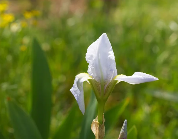 Beautiful light blue iris flower closeup — Stock Photo, Image