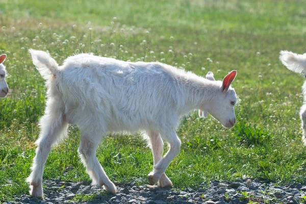 Small white goats marching in a row — Stock Photo, Image