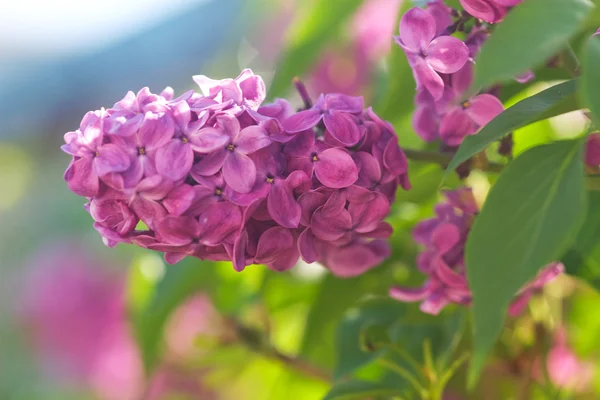 Twig blossoming lilac close up — Stock Photo, Image