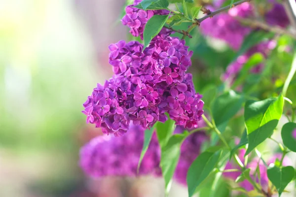 Beautiful lilac flowers — Stock Photo, Image