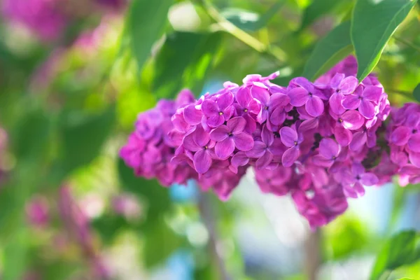 Delicate and beautiful flowers of lilac — Stock Photo, Image