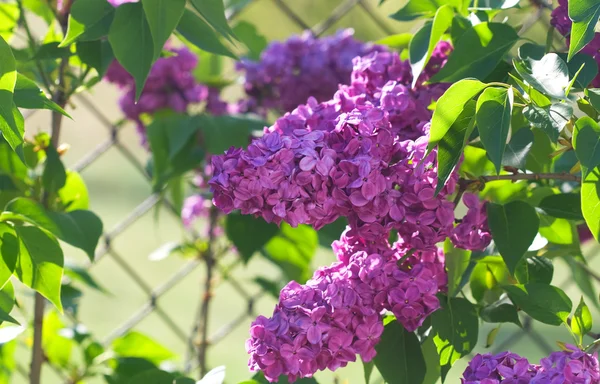 Lilas en fleurs — Photo