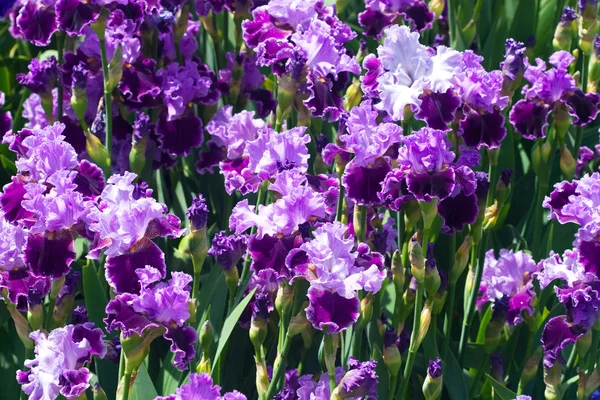 Lot of purple iris flowers — Stock Photo, Image