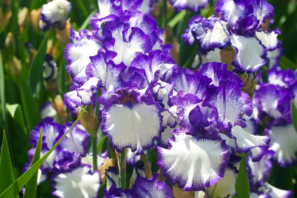 Grande flor de íris azul e branco — Fotografia de Stock