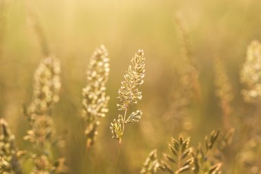 çim bozkır doymuş günbatımı güneş ışığında