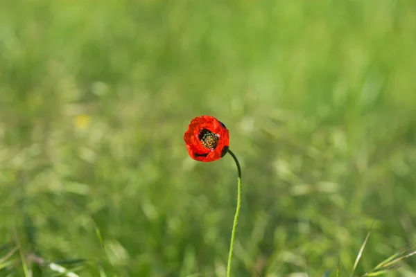 Rood wild flower close-up op achtergrond weide — Stockfoto