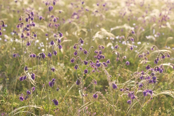 Flores silvestres púrpura y alfombra de hierba — Foto de Stock