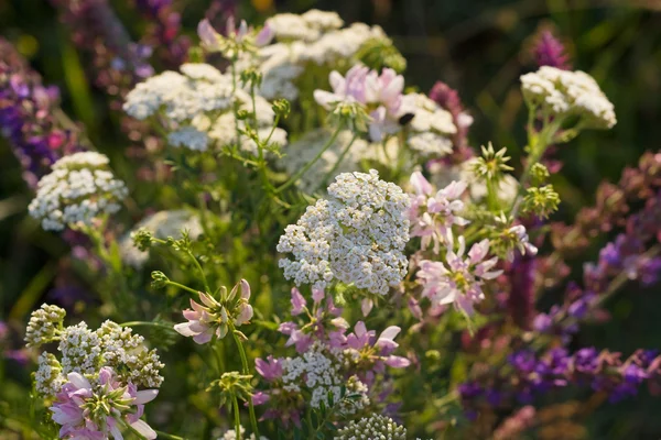 Fragment eines Straußes wilder Blumen Stockbild