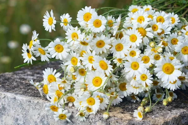 Bouquet of wild daisies — Stock Photo, Image