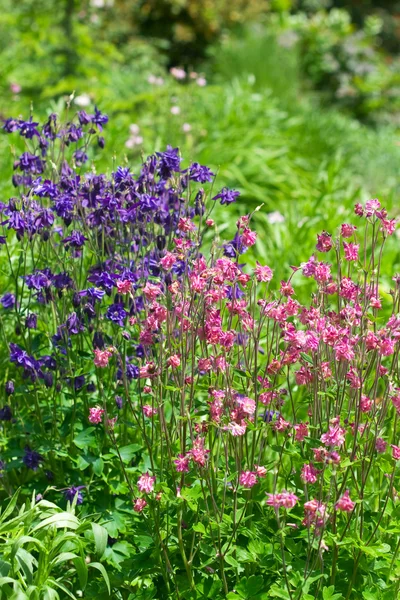 Flores rojas y azules en la hierba —  Fotos de Stock
