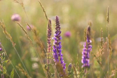 Kır çiçekleri ve otlar 