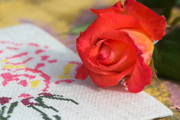 Rose flower close up and canvas — Stock Photo, Image