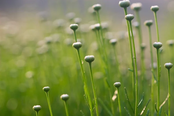 Natural background or postcard — Stock Photo, Image