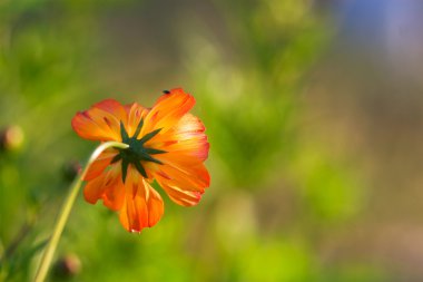 parlak turuncu çiçek yakın çekim