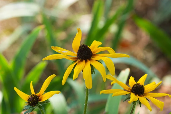 Gele tuin zomerbloemen — Stockfoto