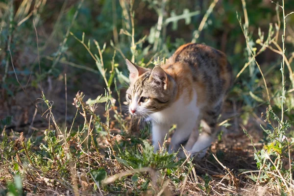 Разноцветные пятнистые котята охотятся на открытом воздухе — стоковое фото