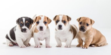 dört jack russel yavruları