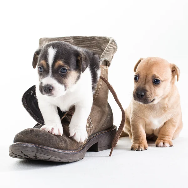 Chiots Jack Moscles en chaussure — Photo