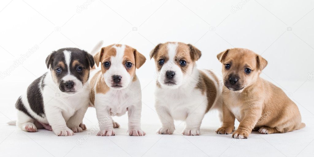 Four jack russel pups