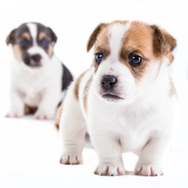 Dwa brat jack russel szczenięta — Zdjęcie stockowe