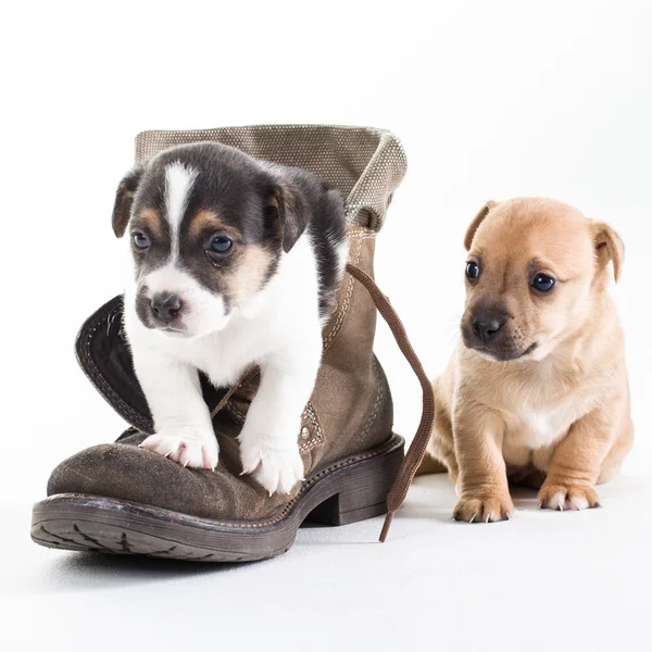 Jack russles puppies in schoen — Stockfoto