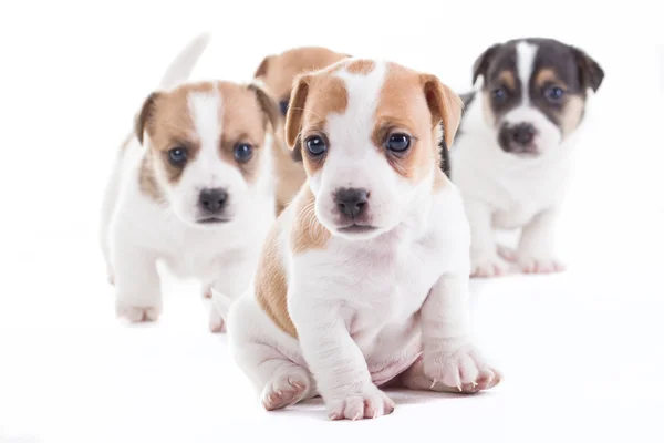 Jack russel pups — Stockfoto