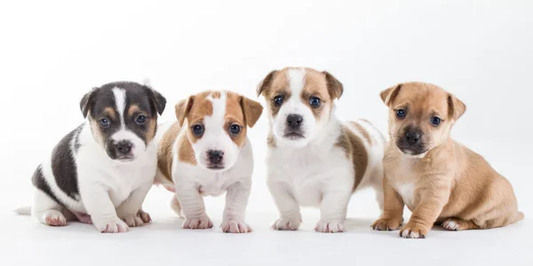 Чотири Джек Рассел щенки на рядок Ліцензійні Стокові Фото
