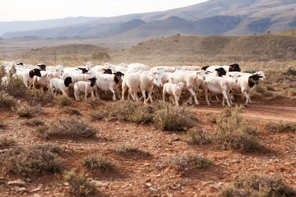 Kudde schapen wandelen grind weg — Stockfoto