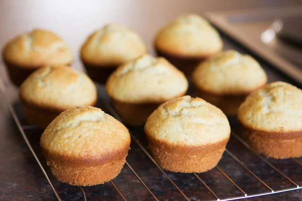 Douze muffins à la vanille fraîchement cuits — Photo