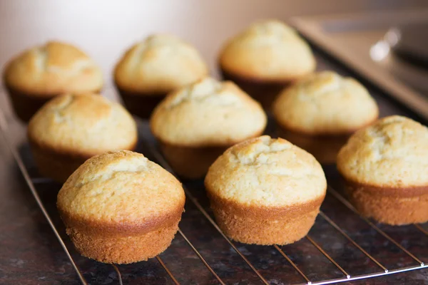 Zwölf frisch gebackene Vanillemuffins — Stockfoto