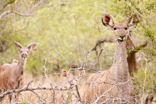 Legeltetés a vadon élő fiatal Kudu — Stock Fotó