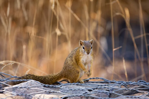 Alerta esquilo chão bonito olhando ao redor — Fotografia de Stock