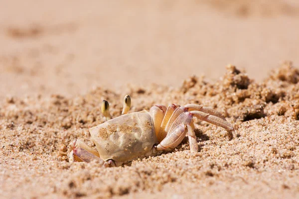 Crabe sur la plage sable — Photo