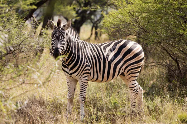 Magányos zebra állt az afrikai bokor — Stock Fotó