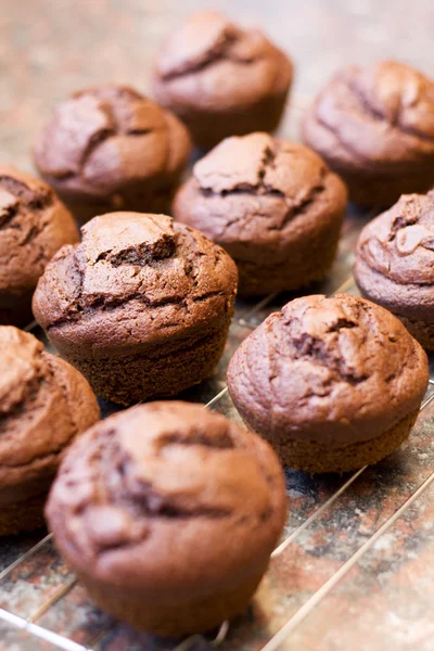 12 개의 갓 구운된 초콜릿 머핀 — 스톡 사진