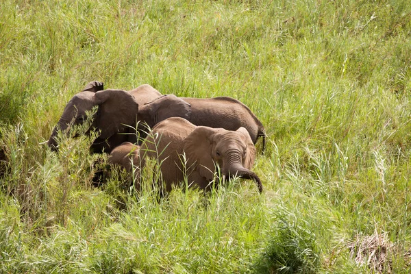 Três elefantes africanos pastando — Fotografia de Stock