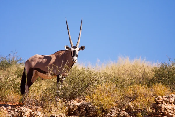 Un singolo Gemsbok al pascolo su una duna nel Kalahari — Foto Stock