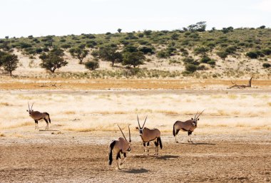 dört gemsbuck Kalahari'de otlatma
