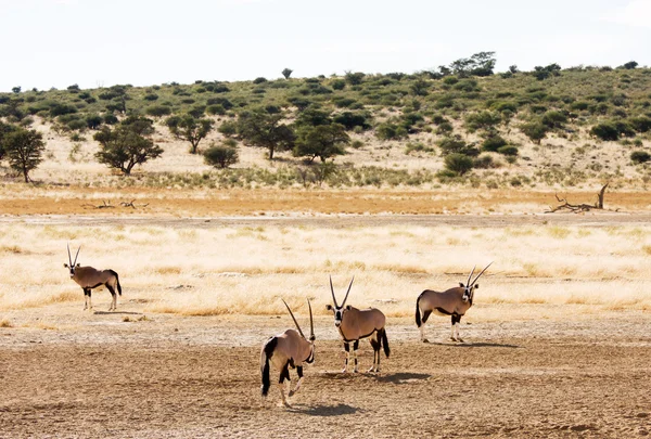 Four Gemsbuck grazing in the Kalahari — Stock Photo, Image