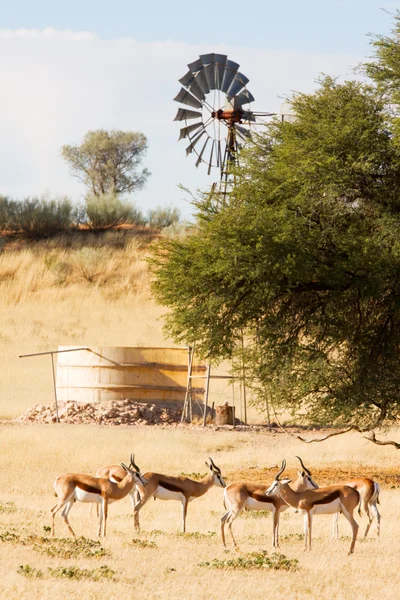 Springbuck 站在水坑附近的鹿群 — 图库照片